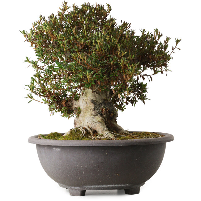 Rhododendron indicum Korin, 43 cm, ± 30 anni, con un nebari di 24 cm