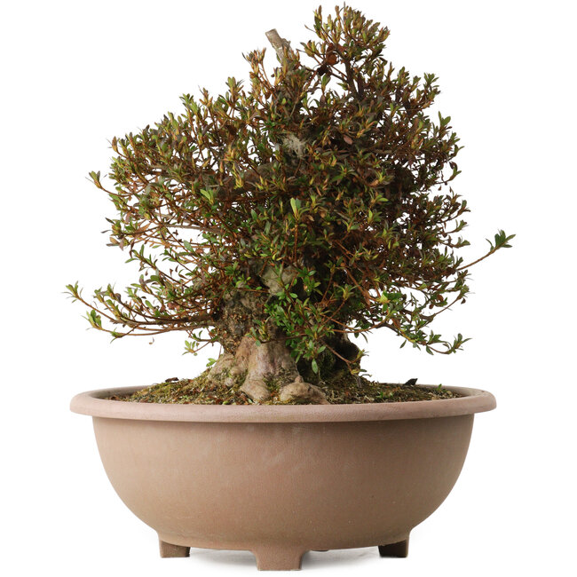 Rhododendron indicum Korin, 40 cm, ± 30 anni, con un nebari di 29 cm