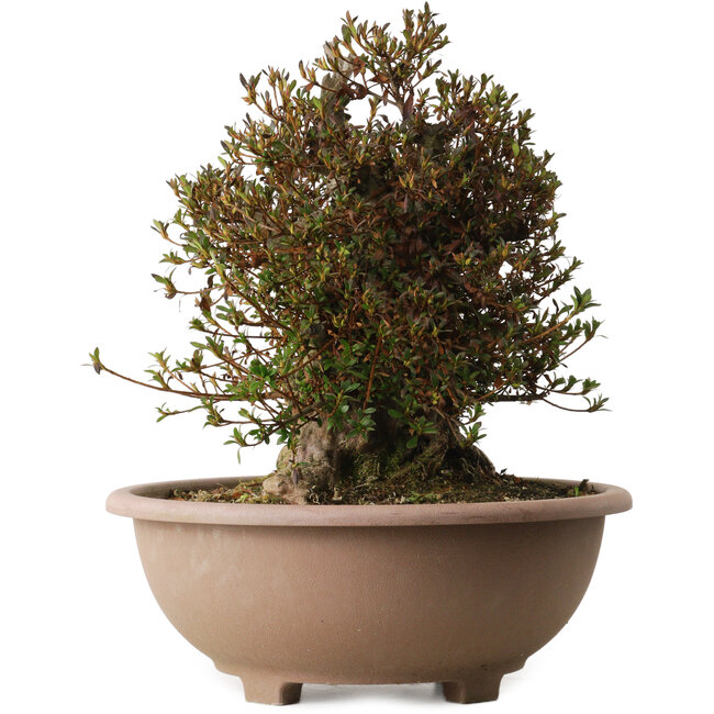 Rhododendron indicum Korin, 40 cm, ± 30 jaar oud, met een nebari van 29 cm.