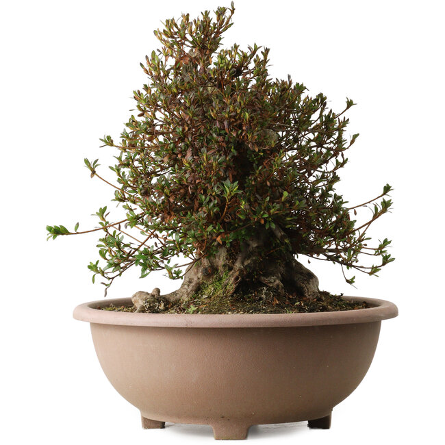 Rhododendron indicum Korin, 40 cm, ± 30 jaar oud, met een nebari van 29 cm.