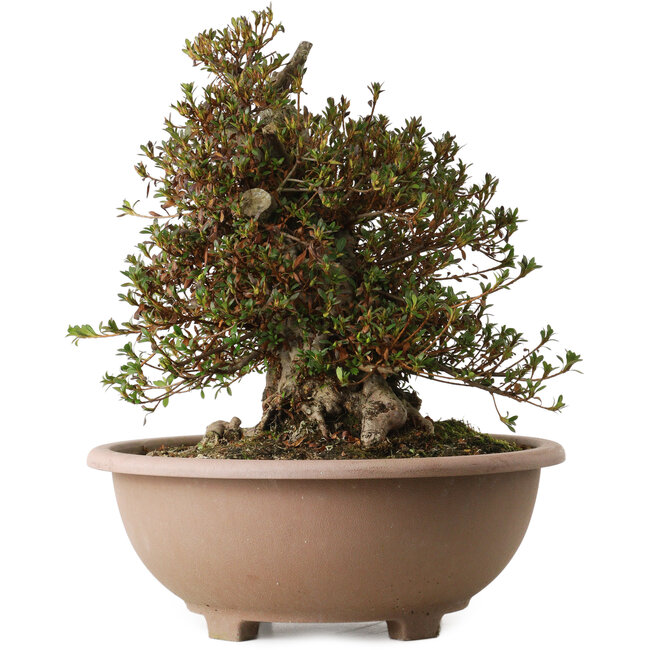 Rhododendron indicum Korin, 40 cm, ± 30 jaar oud, met een nebari van 29 cm.