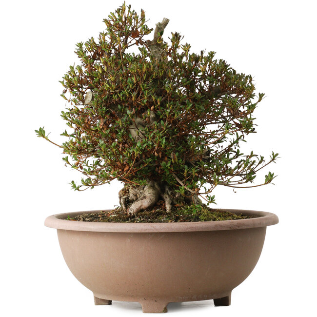 Rhododendron indicum Korin, 40 cm, ± 30 anni, con un nebari di 29 cm