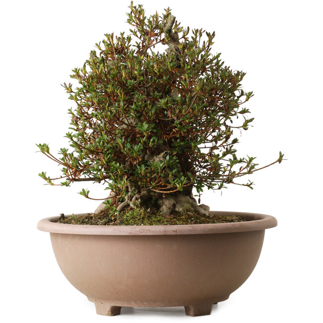 Rhododendron indicum Korin, 40 cm, ± 30 anni, con un nebari di 29 cm