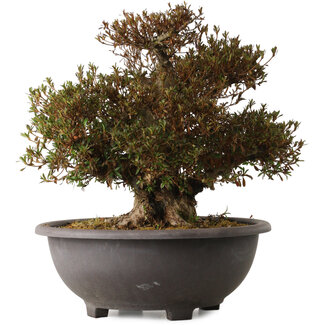 Rhododendron indicum Korin, 42 cm, ± 30 anni