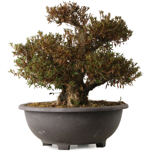 Rhododendron indicum Korin, 42 cm, ± 30 años, con un nebari de 20 cm