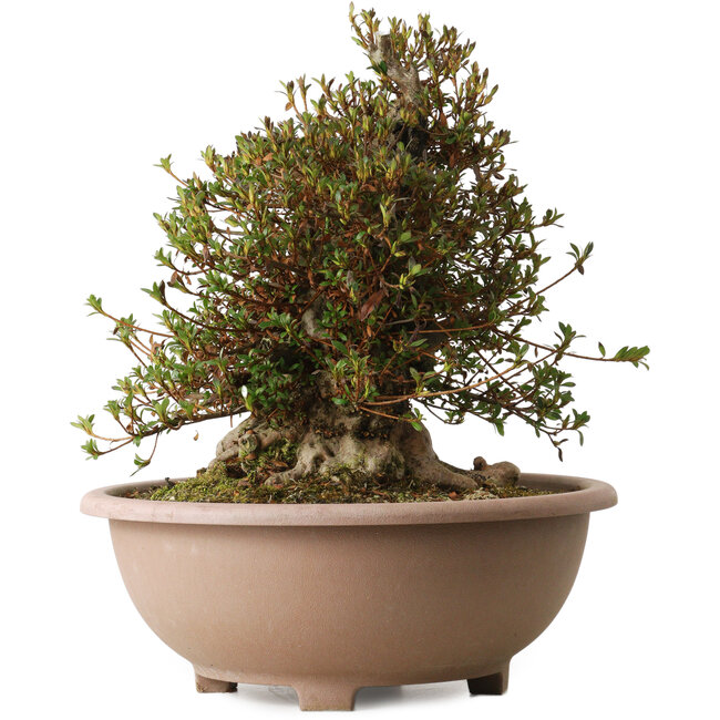 Rhododendron indicum Korin, 40 cm, ± 30 jaar oud, met een nebari van 29 cm.