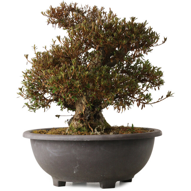 Rhododendron indicum Korin, 42 cm, ± 30 jaar oud, met een nebari van 20 cm