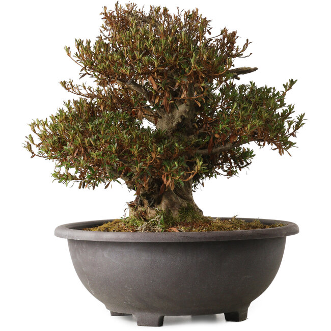 Rhododendron indicum Korin, 42 cm, ± 30 ans, avec un nebari de 20 cm