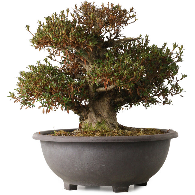 Rhododendron indicum Korin, 42 cm, ca. 30 Jahre alt, mit einem Wurzelhals von 20 cm