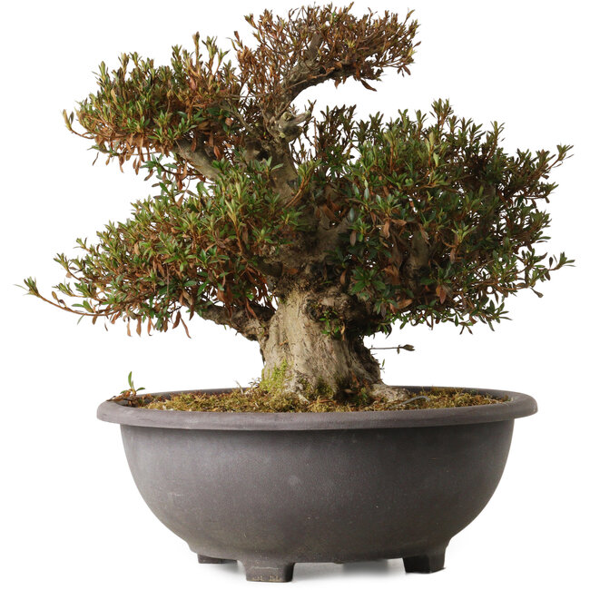 Rhododendron indicum Korin, 42 cm, ± 30 anni, con un nebari di 20 cm