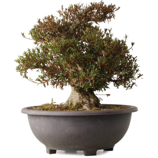 Rhododendron indicum Korin, 42 cm, ca. 30 Jahre alt, mit einem Wurzelhals von 20 cm