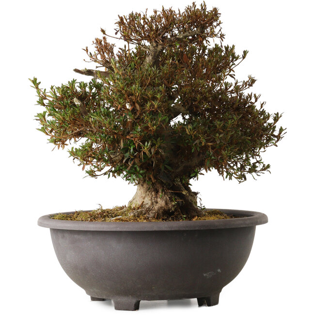 Rhododendron indicum Korin, 42 cm, ± 30 ans, avec un nebari de 20 cm