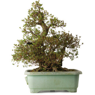 Rhododendron indicum Aozora, 62 cm, ± 30 years old