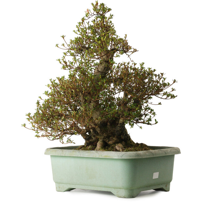 Rhododendron indicum Aozora, 62 cm, ± 30 years old, with a nebari of 30 cm