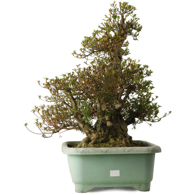 Rhododendron indicum Aozora, 62 cm, ± 30 jaar oud, met een nebari van 30 cm