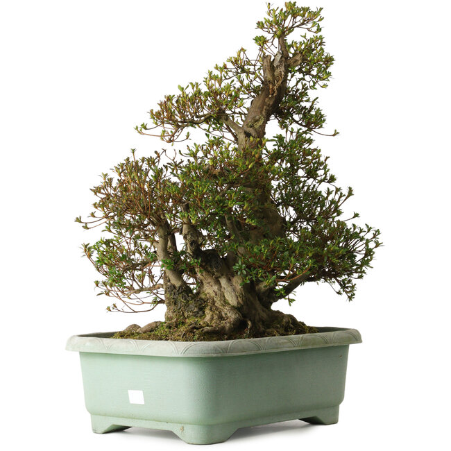 Rhododendron indicum Aozora, 62 cm, ± 30 ans, avec un nebari de 30 cm