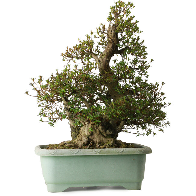 Rhododendron indicum Aozora, 62 cm, ± 30 anni, con un nebari di 30 cm