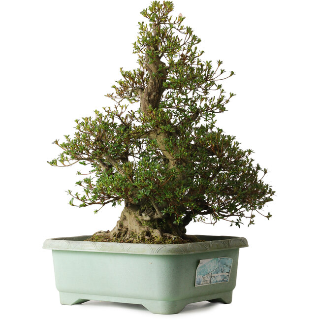 Rhododendron indicum Aozora, 62 cm, ± 30 ans, avec un nebari de 30 cm