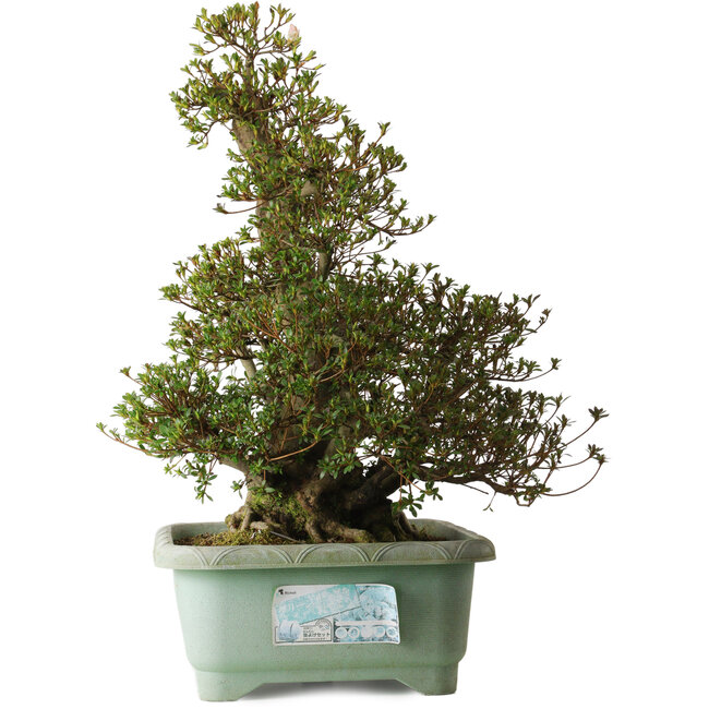 Rhododendron indicum Aozora, 62 cm, ± 30 ans, avec un nebari de 30 cm