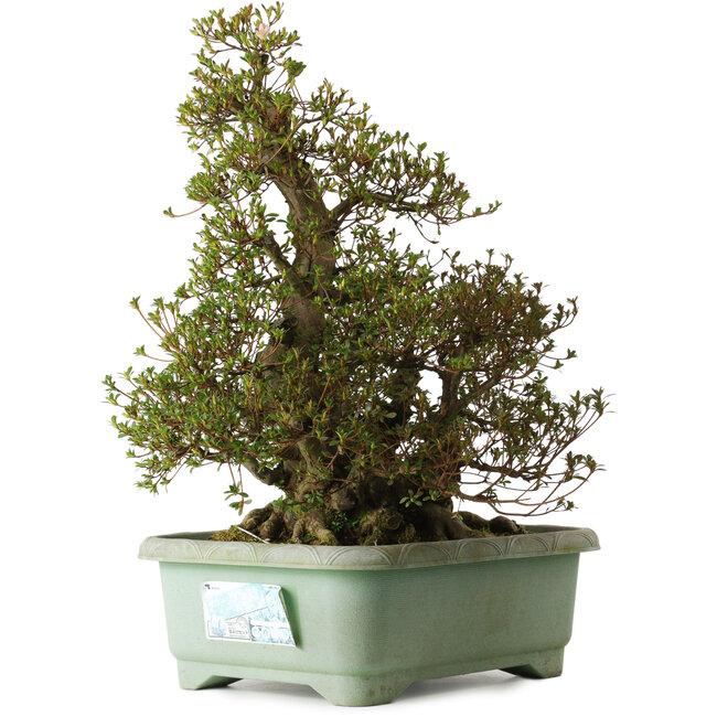 Rhododendron indicum Aozora, 62 cm, ca. 30 Jahre alt, mit einem Wurzelhals von 30 cm