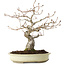 Quercus serrata, 31 cm, ± 20 ans, avec un nebari de 7 cm
