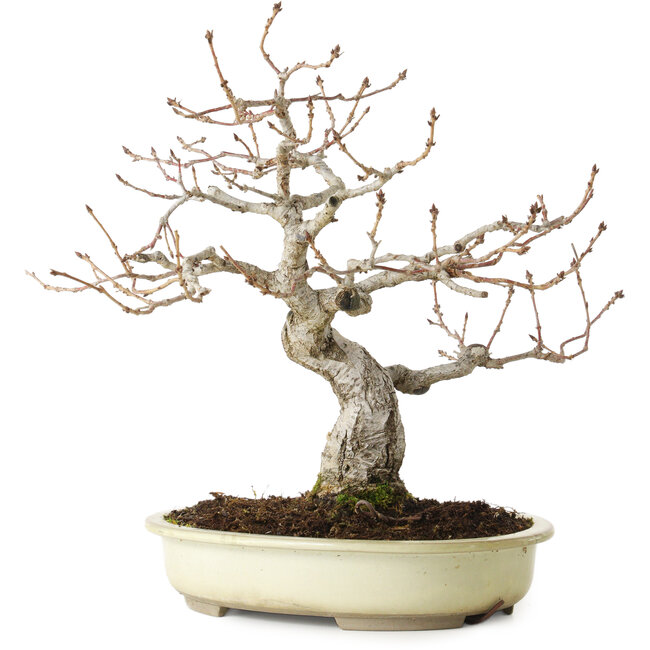 Quercus serrata, 31 cm, ± 20 ans, avec un nebari de 7 cm