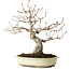 Quercus serrata, 31 cm, ± 20 ans, avec un nebari de 7 cm