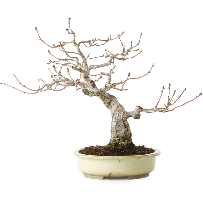 Quercus serrata, 31 cm, ± 20 anni, con un nebari di 7 cm