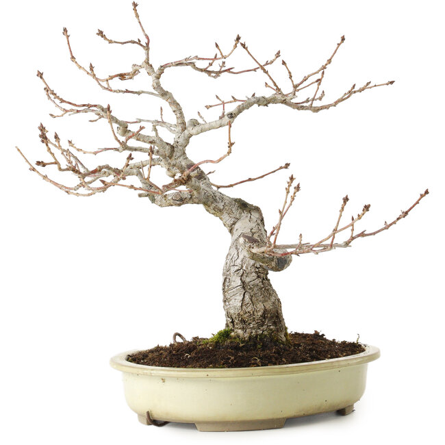 Quercus serrata, 31 cm, ± 20 ans, avec un nebari de 7 cm