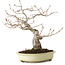 Quercus serrata, 31 cm, ± 20 ans, avec un nebari de 7 cm