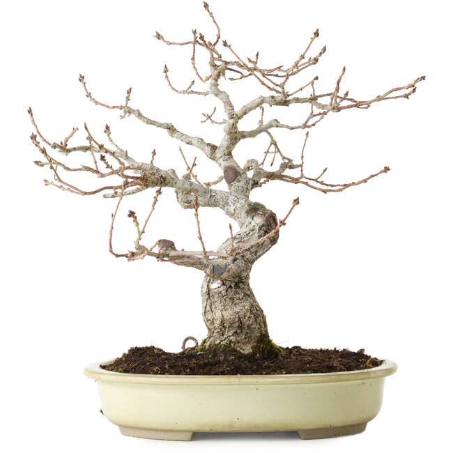 Quercus serrata, 31 cm, ± 20 ans, avec un nebari de 7 cm