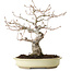 Quercus serrata, 31 cm, ± 20 ans, avec un nebari de 7 cm