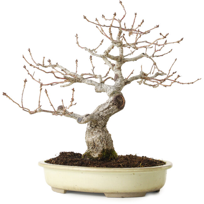 Quercus serrata, 31 cm, ± 20 años, con un nebari de 7 cm