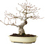 Quercus serrata, 31 cm, ± 20 ans, avec un nebari de 7 cm
