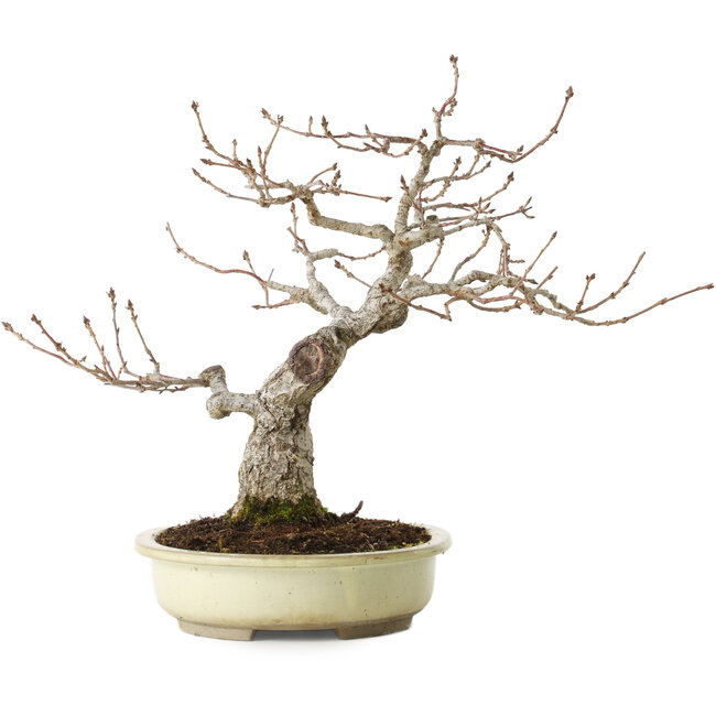Quercus serrata, 31 cm, ± 20 ans, avec un nebari de 7 cm