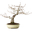 Quercus serrata, 31 cm, ± 20 ans, avec un nebari de 7 cm
