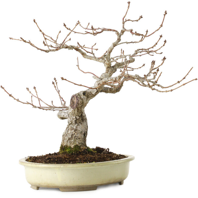 Quercus serrata, 31 cm, ± 20 ans, avec un nebari de 7 cm
