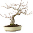 Quercus serrata, 31 cm, ± 20 ans, avec un nebari de 7 cm