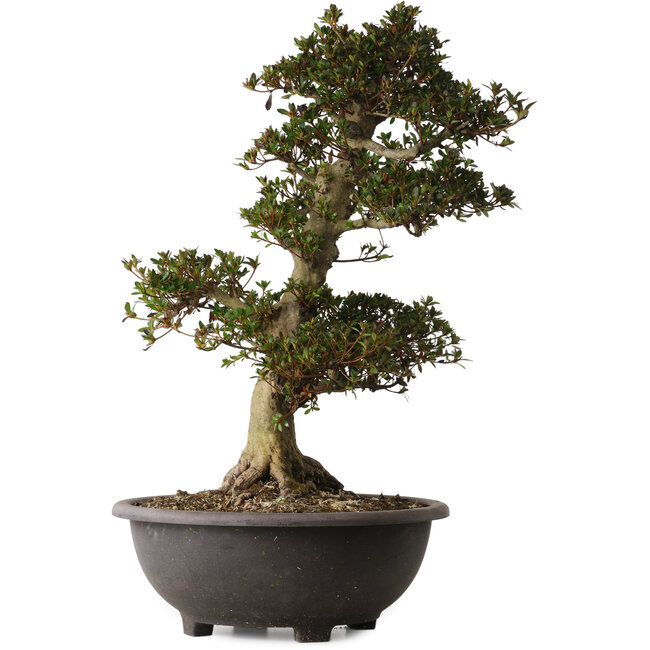 Rhododendron indicum Osakazuki, 66 cm, ± 30 anni, con un nebari di 20 cm