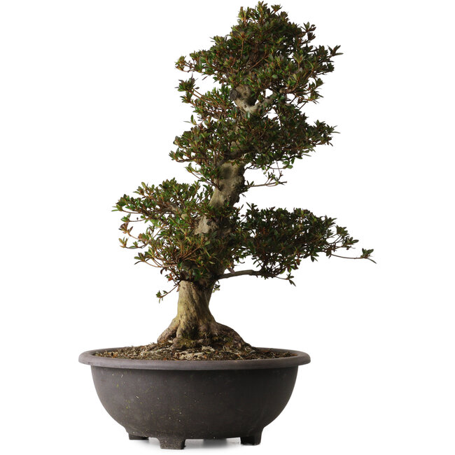 Rhododendron indicum Osakazuki, 66 cm, ± 30 years old, with a nebari of 20 cm