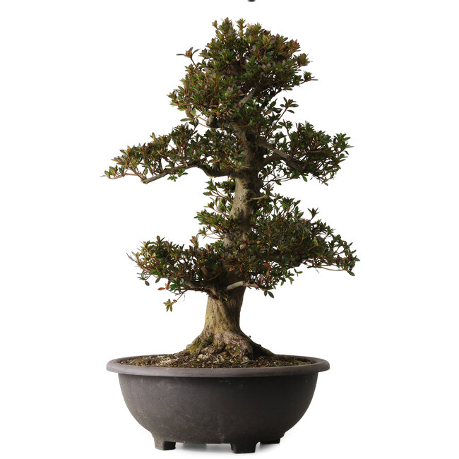 Rhododendron indicum Osakazuki, 66 cm, ± 30 years old, with a nebari of 20 cm