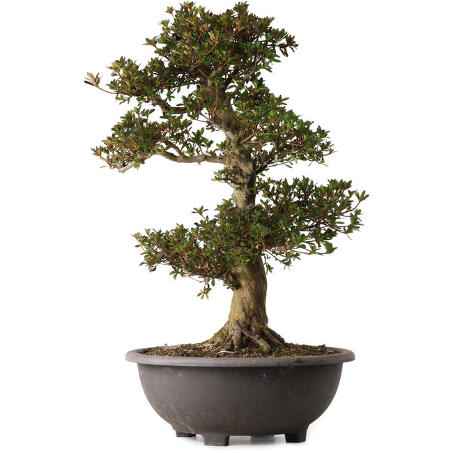 Rhododendron indicum Osakazuki, 66 cm, ± 30 ans, avec un nebari de 20 cm