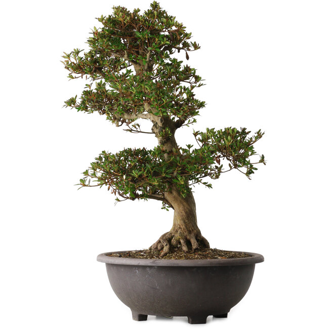 Rhododendron indicum Osakazuki, 66 cm, ± 30 años, con un nebari de 20 cm