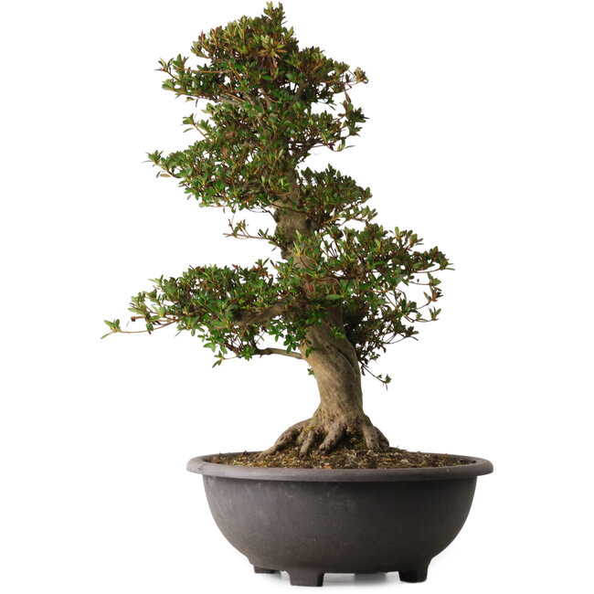 Rhododendron indicum Osakazuki, 66 cm, ± 30 años, con un nebari de 20 cm