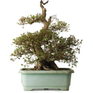 Rhododendron indicum Aozora, 69 cm, ± 30 jaar oud