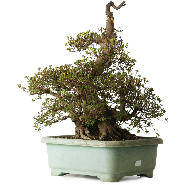 Rhododendron indicum Aozora, 69 cm, ± 30 years old, with a nebari of 26 cm