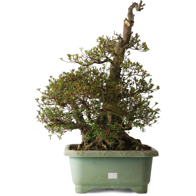 Rhododendron indicum Aozora, 69 cm, ± 30 años, con un nebari de 26 cm