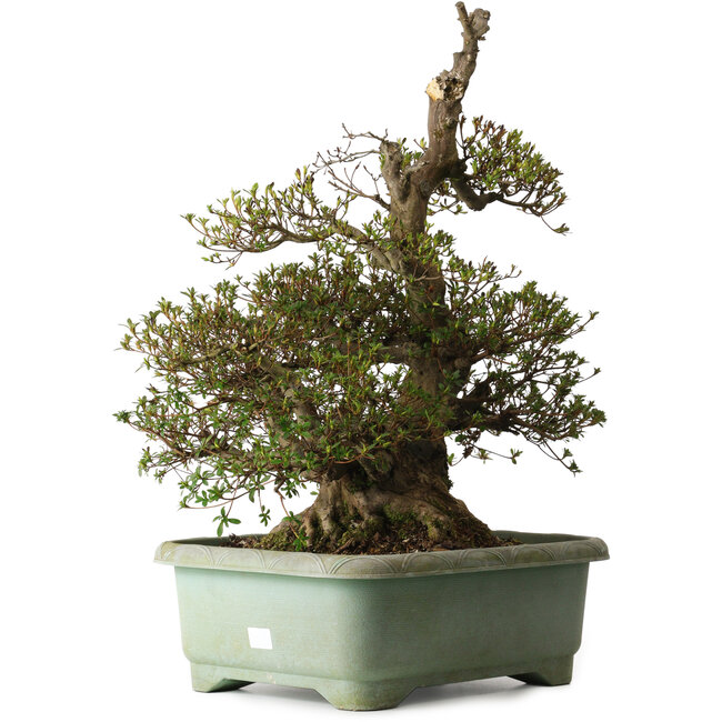 Rhododendron indicum Aozora, 69 cm, ± 30 anni, con un nebari di 26 cm