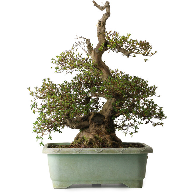 Rhododendron indicum Aozora, 69 cm, ± 30 años, con un nebari de 26 cm