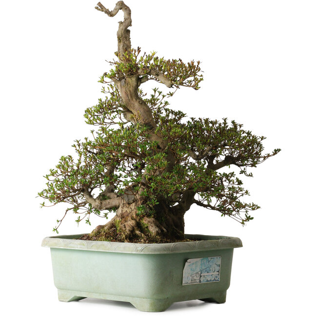 Rhododendron indicum Aozora, 69 cm, ± 30 jaar oud, met een nebari van 26 cm